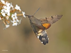 Taubenschwänzchen (Macroglossum stellatarum)