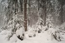 Eifelwinterwald - der erste Versuch -