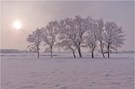 Baumgruppe im Winter