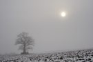 Winternebel und Sonne