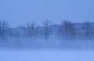 Aufsteigender Nebel zur blauen Stunde