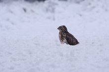 Bussard in Snow.