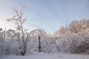 Winter im Emsdettener Venn