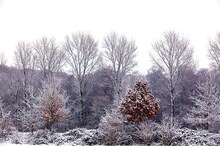 Winter am Niederrhein