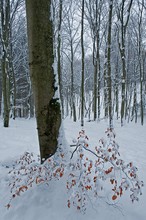 Eifelwinterwald - 2. Versuch -