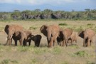 Elefanten im Grasmeer