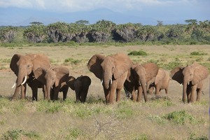 Elefanten im Grasmeer