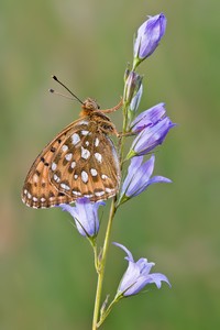 ~ Argynnis aglaja ~