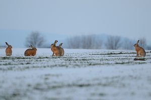 Frohe Weihnachten