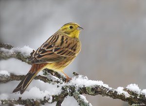 Goldammer (Emberiza citrinella)