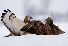 Streit im tiefen Schnee