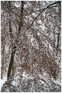 Winterwald