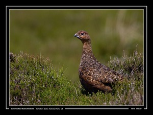 Schottisches Moorschneehuhn