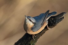 ~Schräger Vogel~