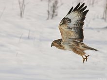 Mäusebussard auf der Jagd