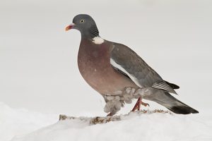 Harte Zeit für Ringeltauben (Columba palumbus)