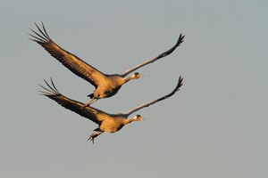 Synchronflug