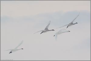 helle Rufe... Zwergschwäne *Cygnus bewickii*