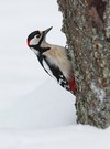 Buntspecht (Picoides major)