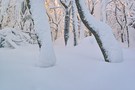 Abendlicht im Winterwald