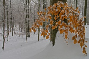 Winterwald - noch´n Versuch-