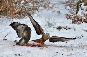 Bussard und Rotmilan