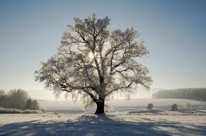 Eiche im Gegenlicht