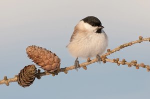 Sumpfmeise oder Nonnenmeise (Poecile palustris, Syn. Parus palustris)