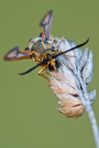 Bembecia ichneumoniformis