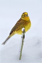 Die Goldammer (Emberiza citrinella)