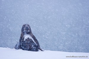 Kegelrobbe im Schneetreiben