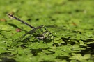 Grüne Flussjungfer - Ophiogomphus cecilia (m)