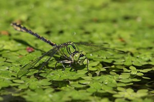 Grüne Flussjungfer - Ophiogomphus cecilia (m)