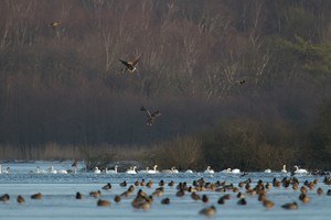 3 Seeadler bei der Jagd