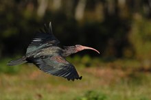 Der Waldrapp kommt...