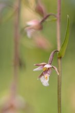 Epipactis palustris