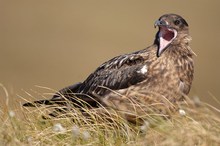 Skua, Great Skua, Stercorarius skua