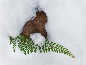 Und es gibt doch noch grün!!