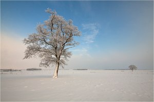 Baum im Winter