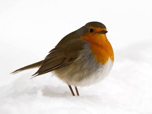 Erithacus rubecula