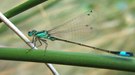 Pechlibelle