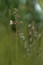 E. palustris