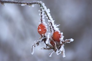 Gesegnetes Neues Jahr