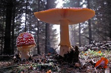 Fliegenpilze im Gegenlicht (Amanita muscaria)