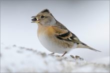 Nordfink (Fringilla montifringilla)