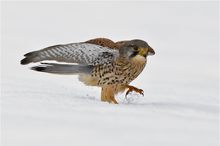 Turmfalke auf der Jagd