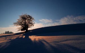Ice sunshine tree
