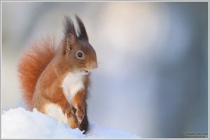 Eichhörnchen (Sciurus vulgaris)