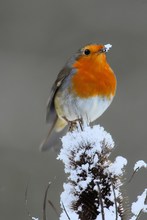 Rotkehlchen mit Schneeflocke