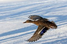 Stockente im Vorbeiflug